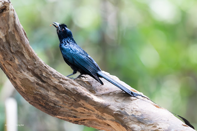 An Bui 2024 Dong Nai - Greater Racket Tailed Drongo (Chèo bẻo đuôi cờ chẻ)