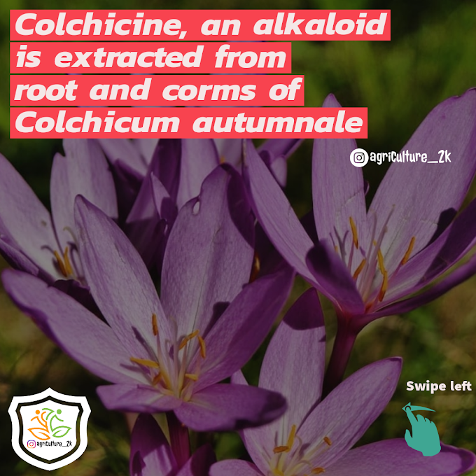 Colchicine Use In Elemental Genetics