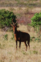 Swaziland21