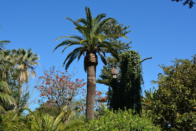 Park Genoves Cadiz palm