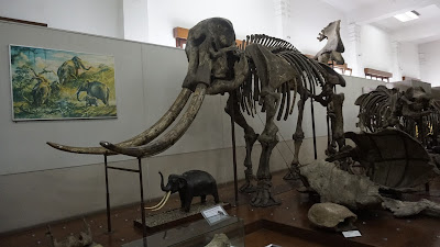 Tulang belulang adalah bagian tubuh yang paling umum menjadi fosil dari makhluk vertebrata seperti gajah purba. Kandungan kalsium phospat dalam tulang yang keras dan resisten menjadi faktor utamanya (museum geologi Bandung)