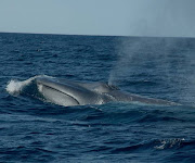 A baleia azul são um dos maiores animais.Até o início do século 20 eram .