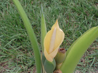 Цветение растения маланга