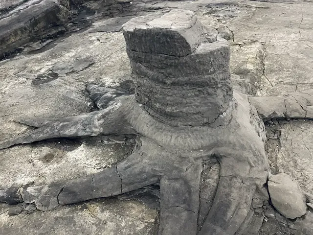 330-million-year-old Lepidodendron stumps in situ at Fossil Grove, Glasgow.