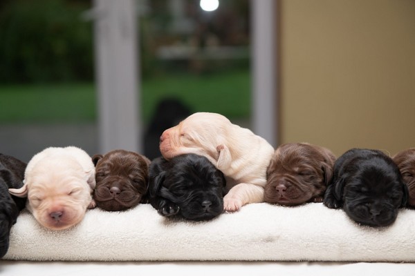 AKC Chocolate Lab Puppies For Sale Near Me