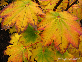 Vine Maple