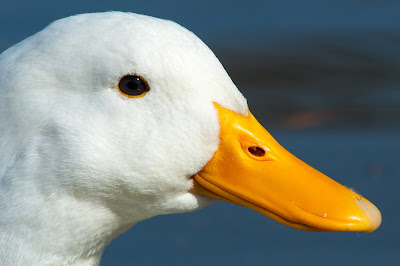 Domestic Goose