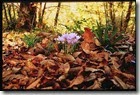 Benvenuto autunno
