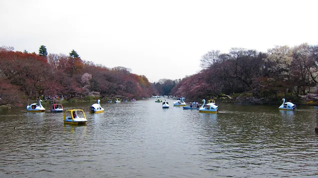 井の頭公園の桜