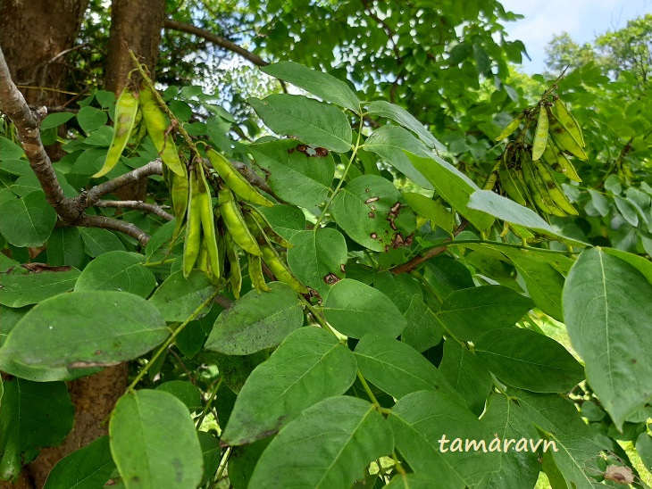 Маакия амурская (Maackia amurensis)