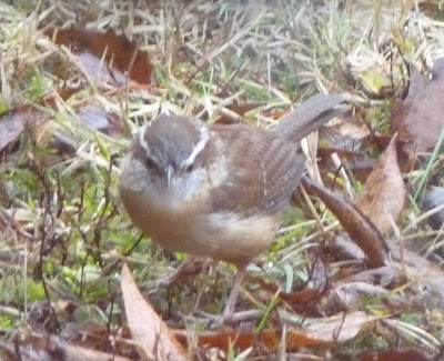 Carolina wren