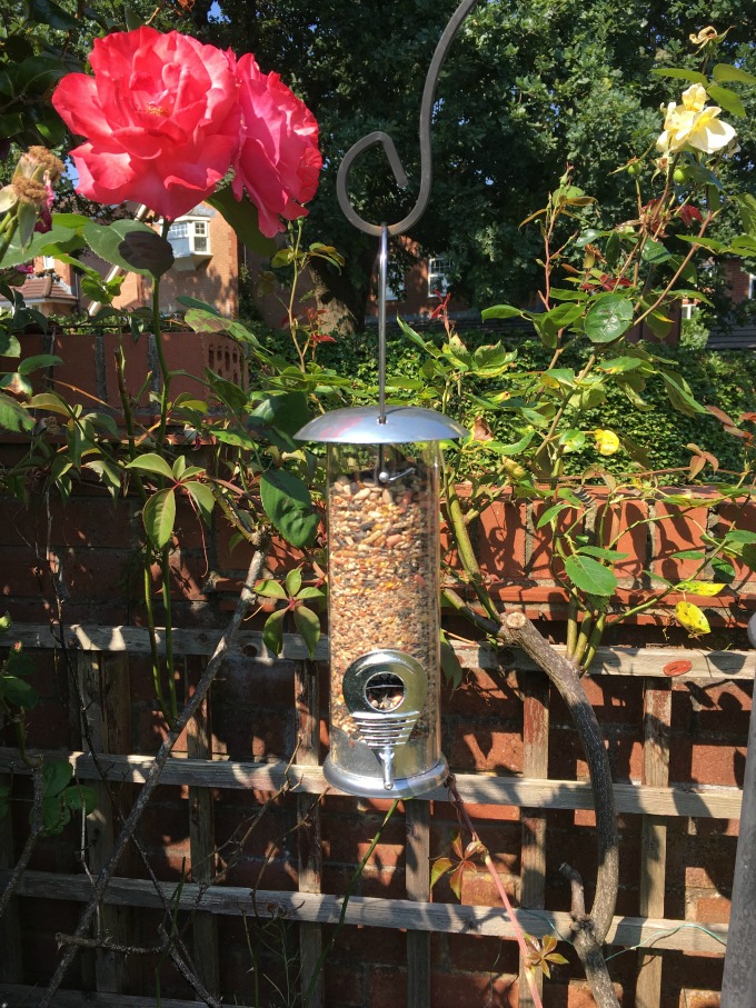 BoxWild-Children's-Big-Bird-Gift-Box-Review-bird-feeder-hanging-in-the-garden-next-to-a-rose-bush