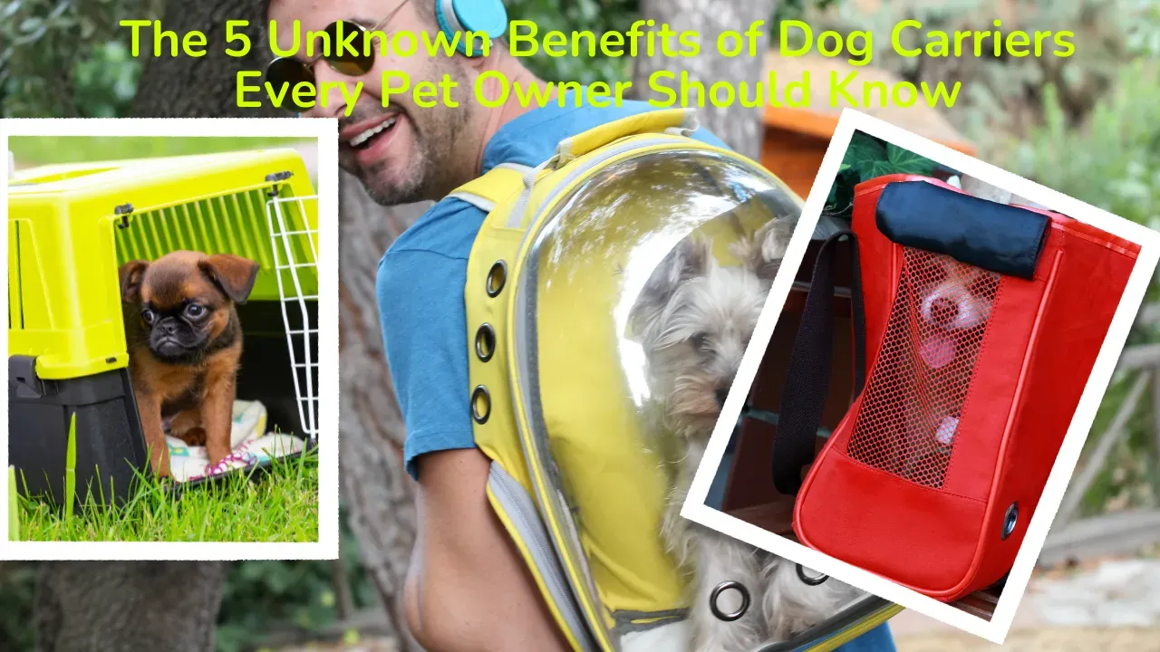 How To Choose The Right Size Dog Carrier?,  How To Clean A Dog Carrier?