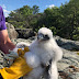 Rock City and Peregrine Falcons