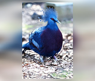 This is an illustration of a Victoria Crowned Pigeon (One of the Most Beautiful birds in the world)