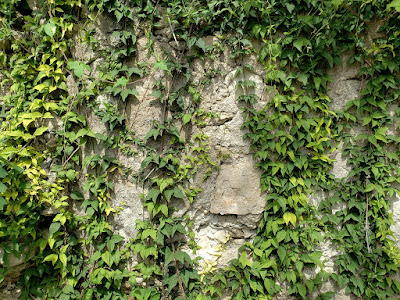 vines running down an old wall