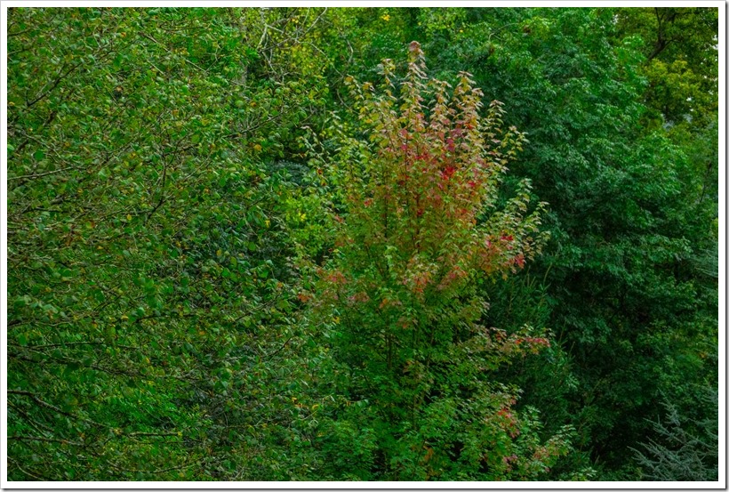 20161008-DSC05442