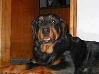 Rita la rotweiller