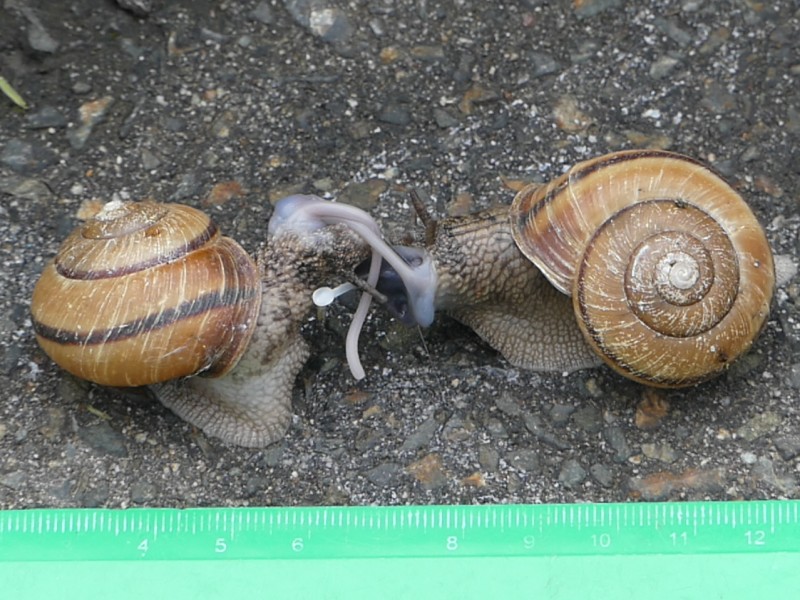 S こんちゅーぶ 野外で交尾するヒダリマキマイマイ 早回し映像