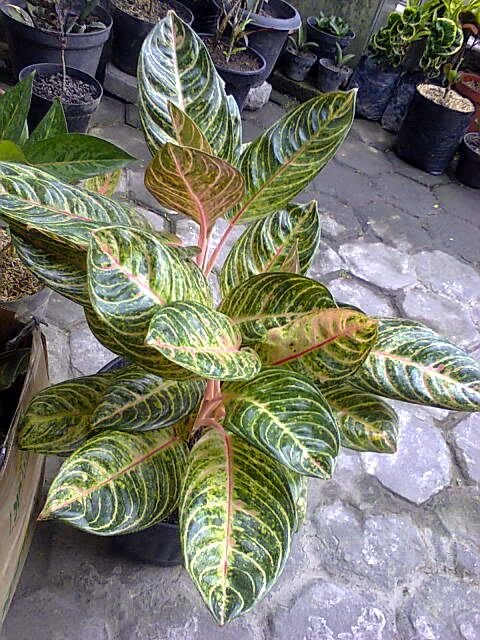 10+ Gambar Tanaman Hias Aglaonema