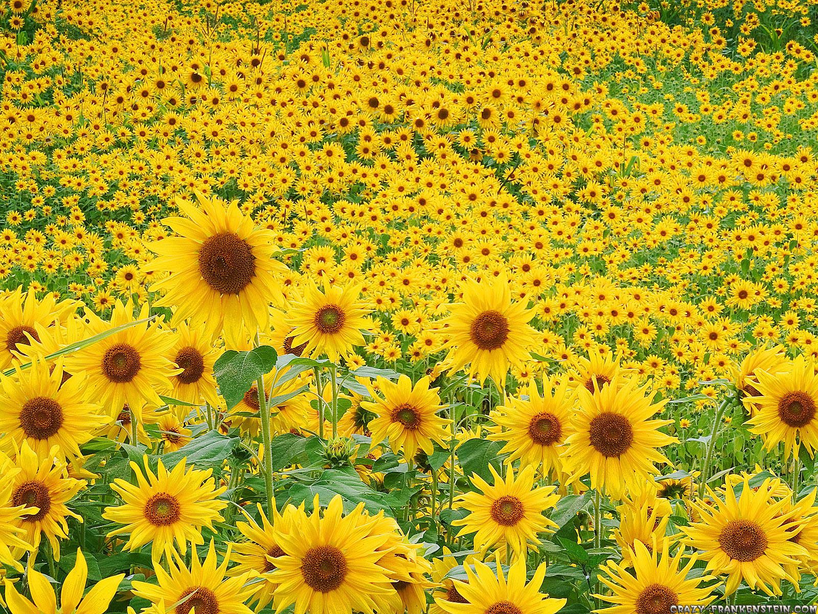 Sunflower+Wallpaper+by+free+wallpapers+%2817%29.jpg (1600×1200)
