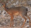 dik dik animal in africa Dik antelope animal diks damara namibia baby
small africa dikdik animals cute pet bioweb uwlax edu adorable african
tiny interactions