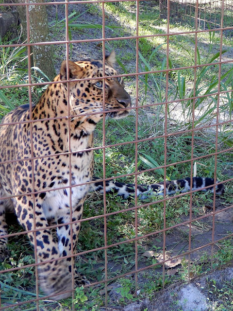 Armani the leopard