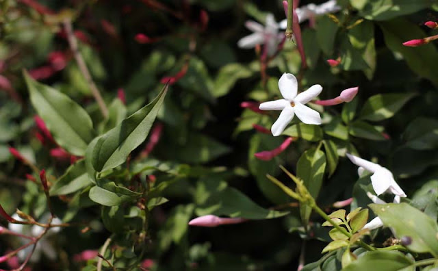 Jasminum Polyanthum Flowers