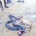 Shocking Photo: Big Python Trying to Swallow a Dog Killed (Photos) 