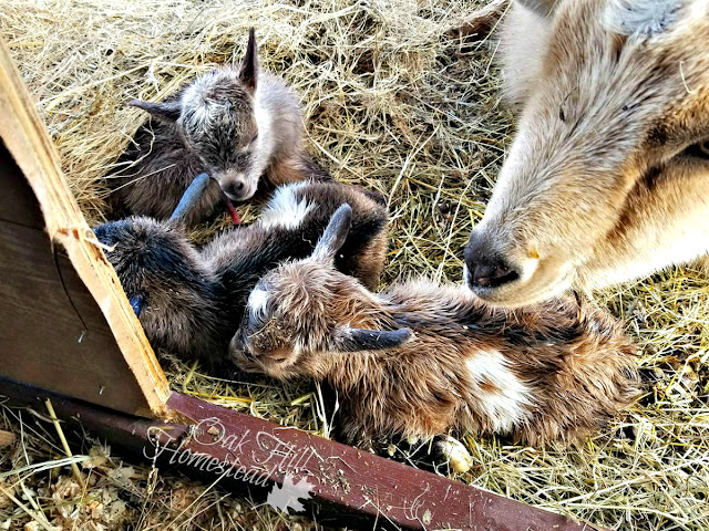 Ginger, a Nigerian Dwarf goat, keeps watch over her three newborn kids.
