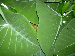 Elephant ears