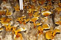 Mushroom Spawn Supplier In Beed | Mushroom Spawn Manufacturer And Supplier In Beed | Where To Find Mushroom Spawn In Beed