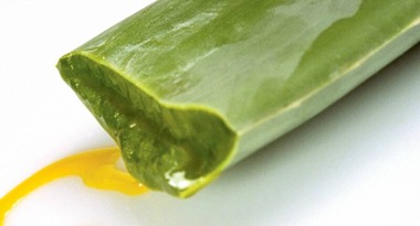 aloe vera o sábila para el cabello1