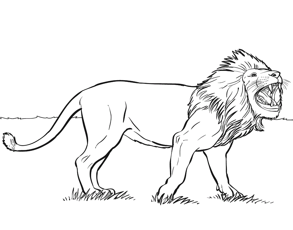Download Best Wild Lion Animals Coloring Pages ~ Best Coloring Pages For Kids