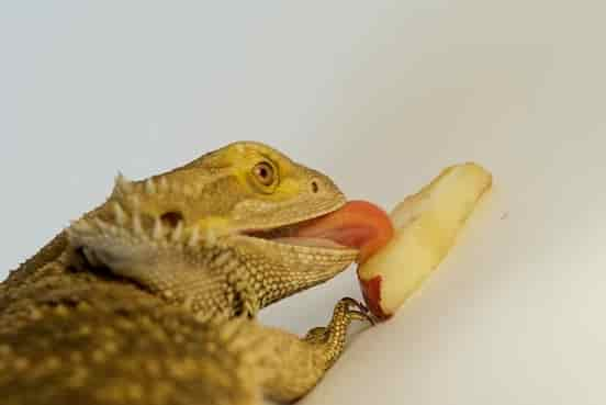  Bearded Dragon diet