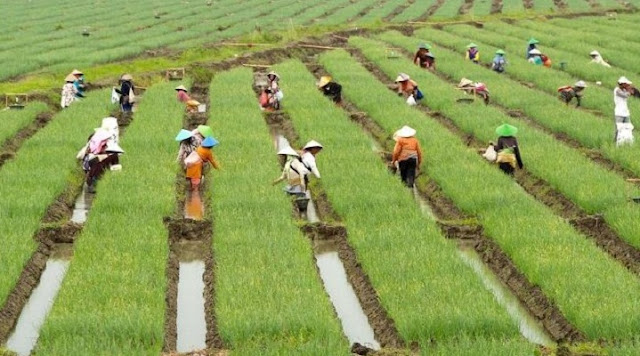   DPR RI Minta Anggaran Sektor Pertanian Tidak Dipotong