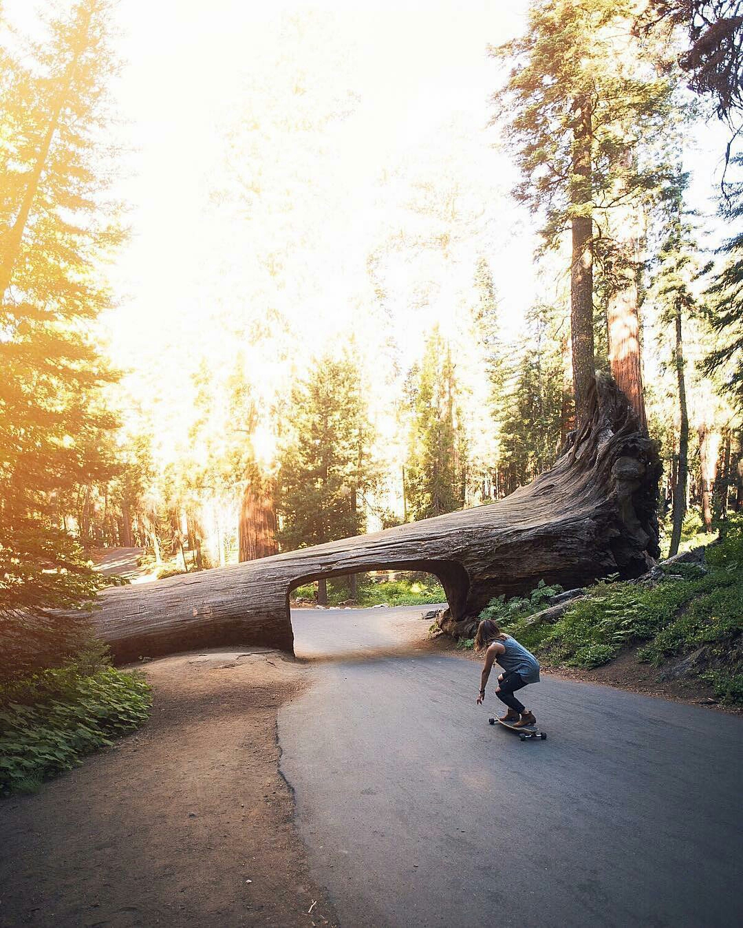 Terowongan Pohon Raksasa di Taman Nasional Sequoia 