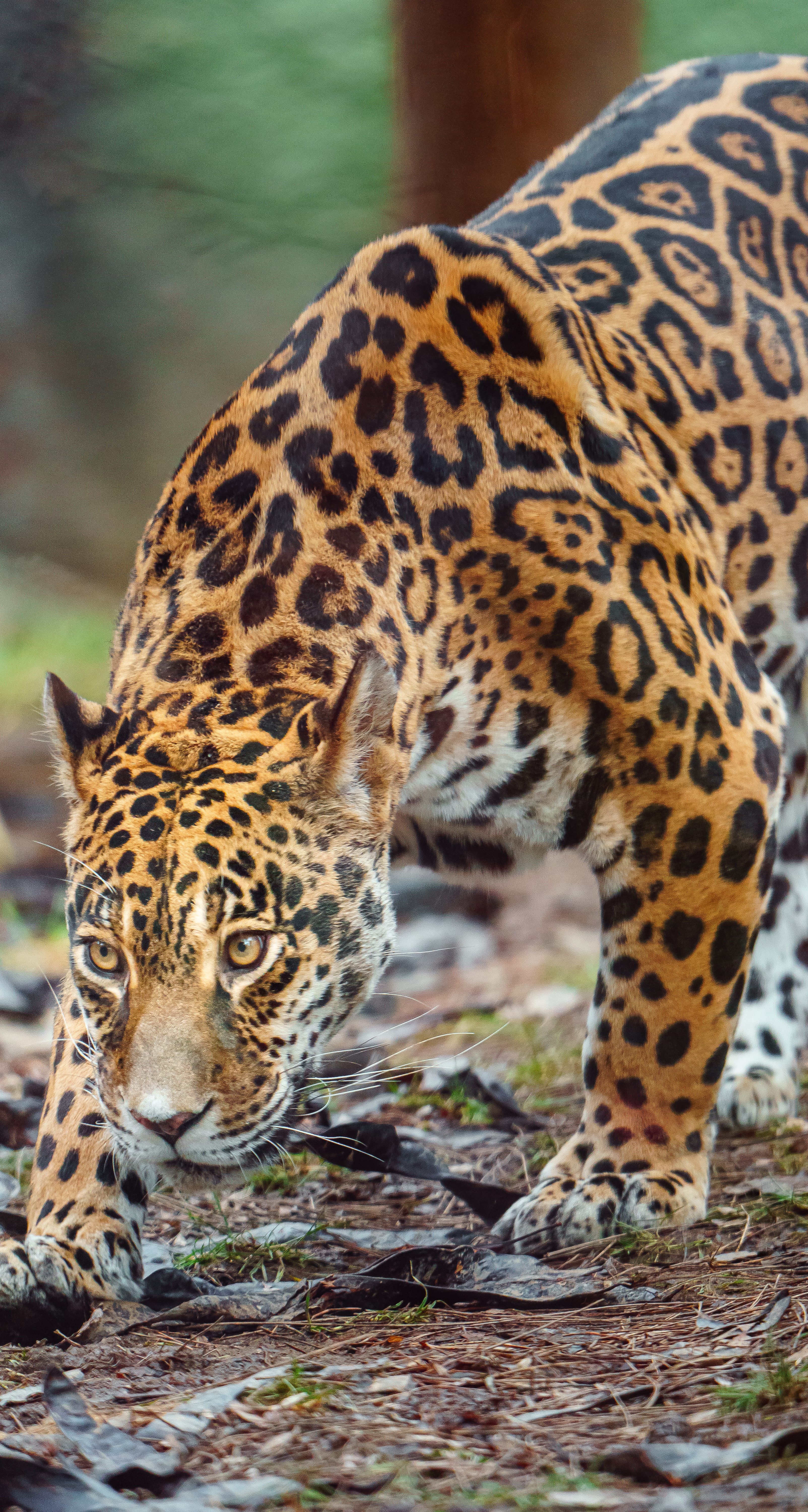 Jaguar on the prowl.