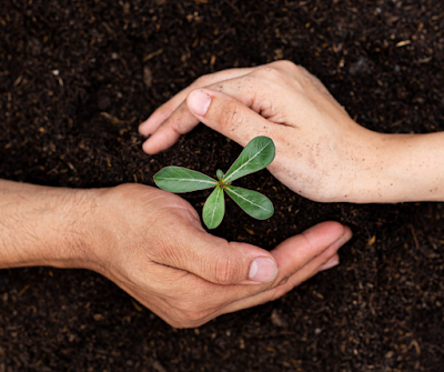 Voici 8 Plantes Qui Portent Chance