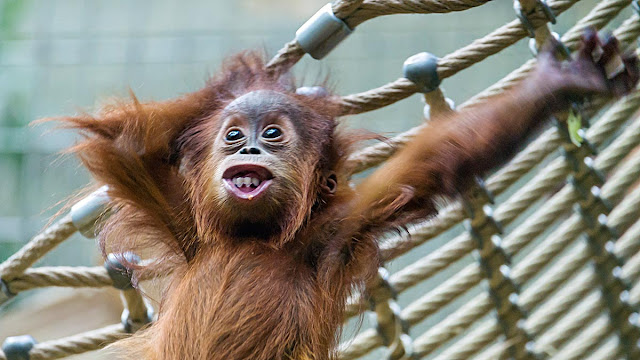baby orangutan - orangutan bebé