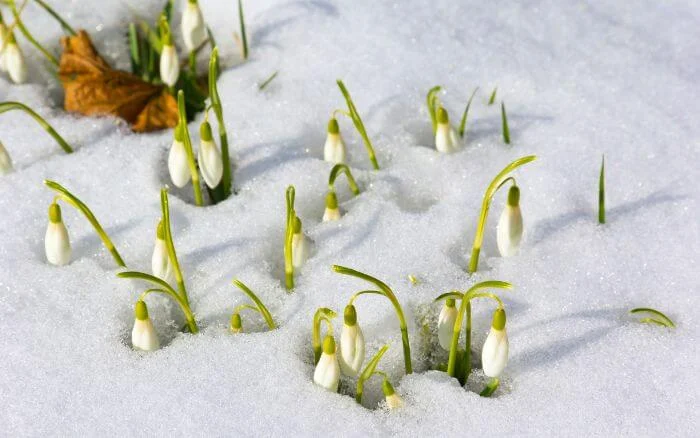 Flor-Snowdrop-emergindo-em-meio-a-neve-motivo-pelo-qual-e-conhecida-como-a-flor-da-renovacao-e-esperanca