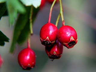 Eastern Hawthorn Fruit Pictures