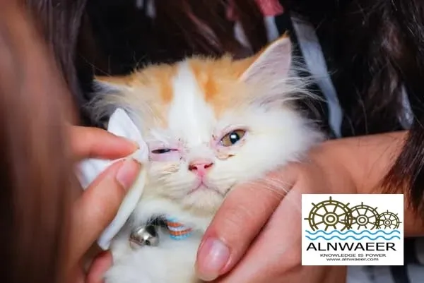 كيف تنظف عيون القطة المصابة؟
