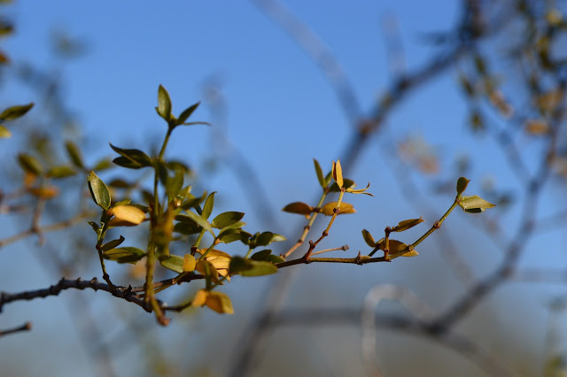 amy myers, journal of a thousand things, photography, desert, larrea tridentata, creosote