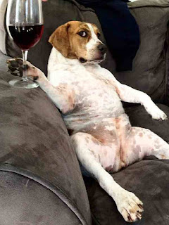 Dog drinks wine