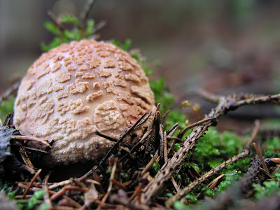 grzyby, grzybobranie, jadalne muchomory, rozpoznawanie jadalnych muchomorów, muchomor czerwieniejący Amanita rubescens 