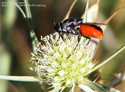 http://www.biodiversidadvirtual.org/insectarium/Odontomyia-flavissima-%28Rossi-1790%29-img492774.html