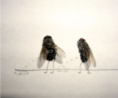 dead flies art