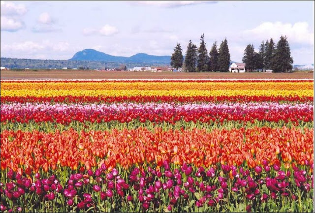  Pemandangan  Bunga Tulip Yang Menakjubkan Di Belanda  Juru 