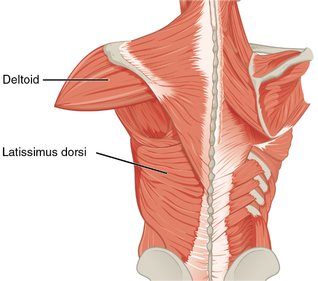  Anatomi  Otot  Latisimus Dorsi Pada Gelang Bahu Manusia 